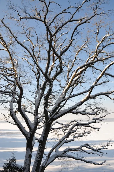 Eiken in de winter — Stockfoto