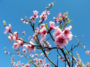 Pink flower of peach tree clipart