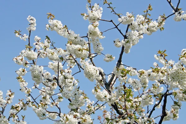 Flores de cerezo florecen en primavera en las colinas italianas — Foto de Stock