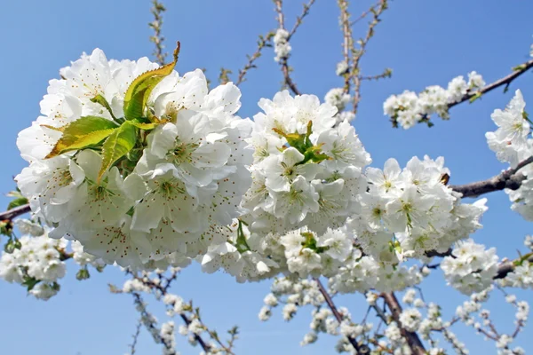 İtalyan tepelerde bahar beyaz kiraz çiçekleri çiçek — Stok fotoğraf