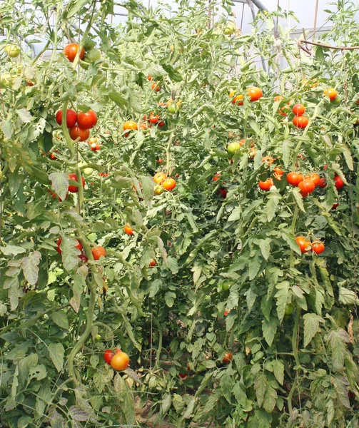 Tomates de cereja vermelhos em uma estufa — Fotografia de Stock