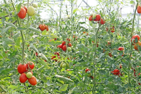 Cherry rajčata ve skleníku v Itálii — Stock fotografie