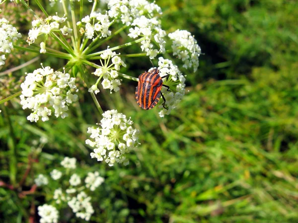 Kırmızı ve siyah böcek üzerinde çiçek — Stok fotoğraf