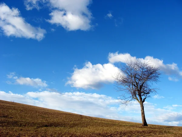 Solitary tree in the countryside — Stock Photo, Image