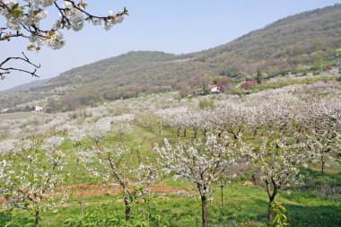 İtalyan tepelerde bahar kiraz çiçekleri çiçek