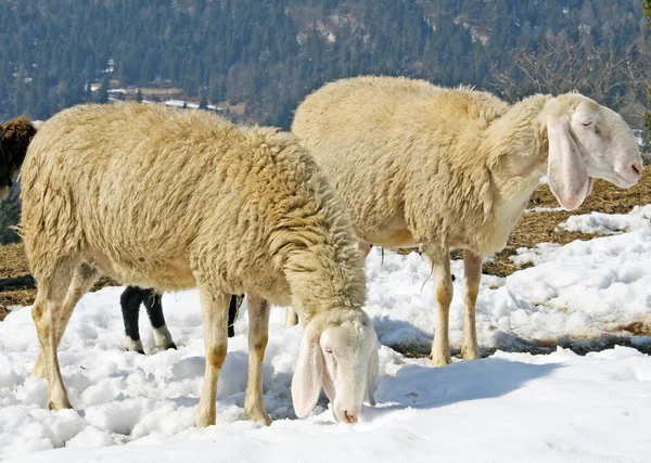 Sheep grazing in the mountains in the snow in search of grass — Stock Photo, Image