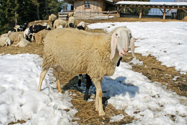 Sheep grazing in the mountains in the snow in search of grass to — Stock Photo, Image
