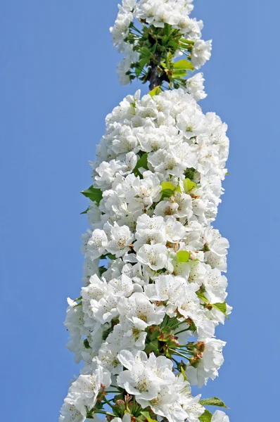 Cseresznye virágok virágos-tavaszi olasz hegyekben — Stock Fotó