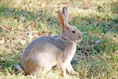 Uzun kulakları ile kahverengi tavşan