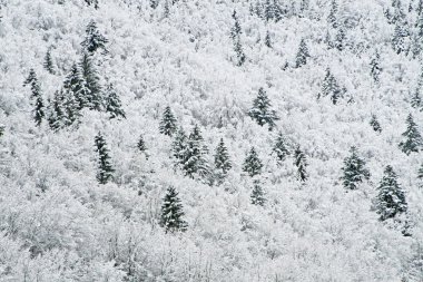 Snowy white trees in the mountains clipart