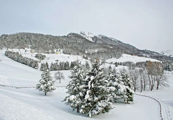 Zasněžené hory a stromy v zimě den — Stock fotografie