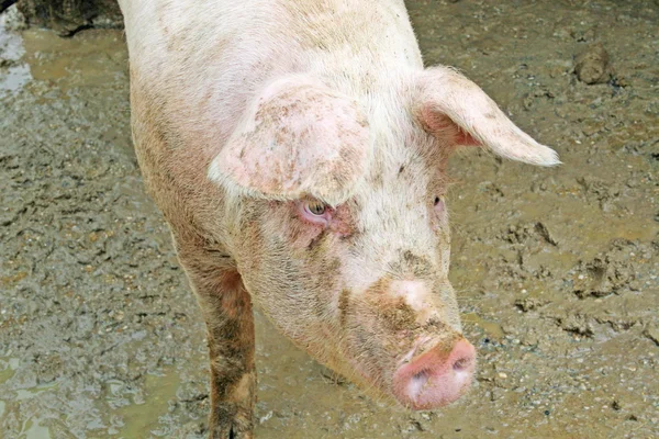 粉红色的猪在猪圈充分的泥 — 图库照片