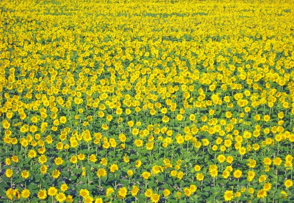 stock image Flowery meadow with lots of sunflowers in the spring