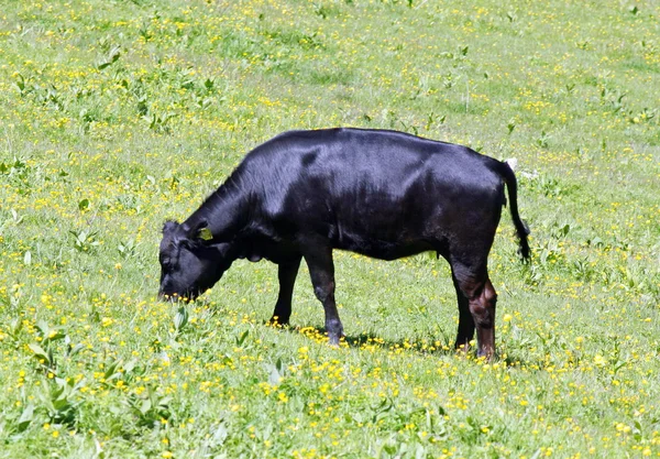 Vaca negra pastando en el césped mientras las montañas de hierba —  Fotos de Stock