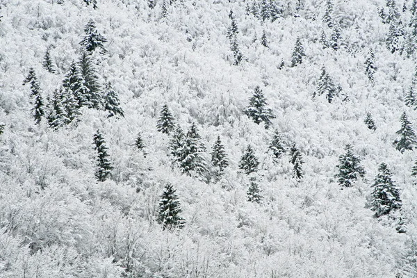 Snowy árvores brancas nas montanhas — Fotografia de Stock
