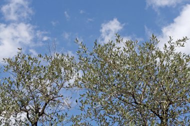 mavi gökyüzüne doğru eğilerek bir zeytin ağacı dalı