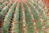 Tövis, és nagyon szúrós tüskék egy kövér kaktusz