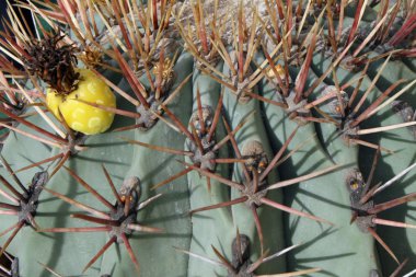 Thorns and spines very pungent a fat cactus in the Sun clipart