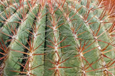 Thorns and spines very pungent a fat cactus clipart