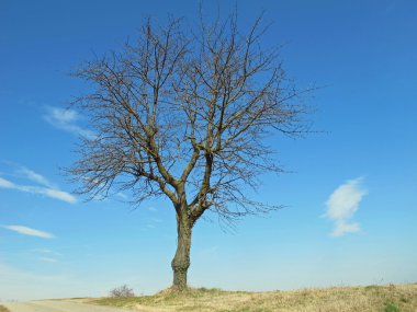 çıplak tree Hill'de izole