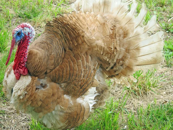 Turkey with brown feathers in the courtyard of the farm — Stock Photo, Image
