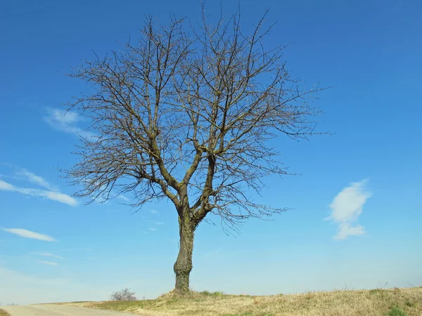 Holý strom izolovaných na kopci — Stock fotografie