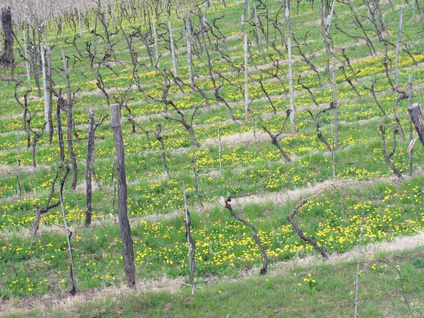 Colinas con flores amarillas y vides con racimos de uvas — Foto de Stock