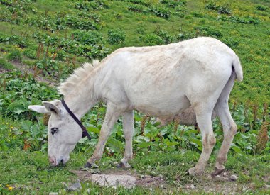 beyaz bebek eşek ve dağlarda sıyırdı