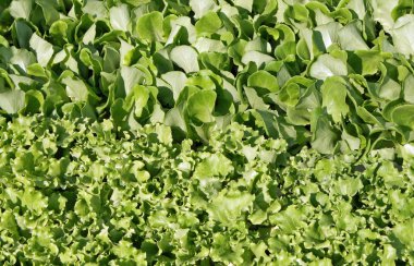 yeşil yaprakları salata hikaye hasat için hazır