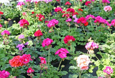 Geraniums for sale in the shop of a nurseryman florist clipart