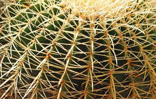 Farlige kaktus med pigge meget tæt - Stock-foto