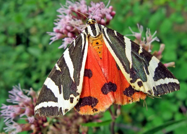 stock image Orange and black butterfly on a flower