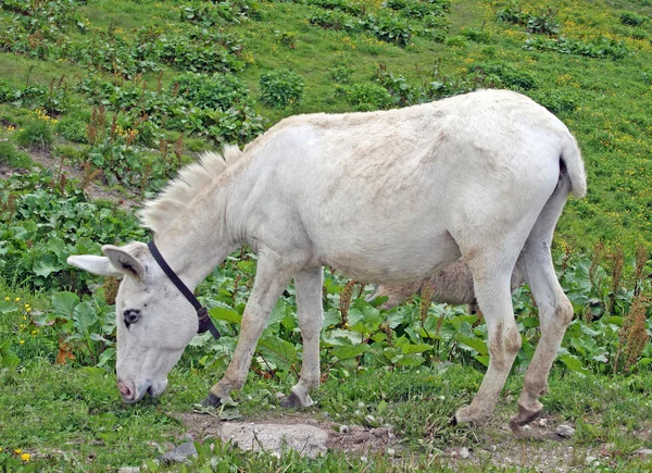 White baby donkey and a graze in the mountains — Stock Photo, Image