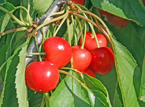 Bund rote und saftige Kirschen mit Blättern am Baum — Stockfoto