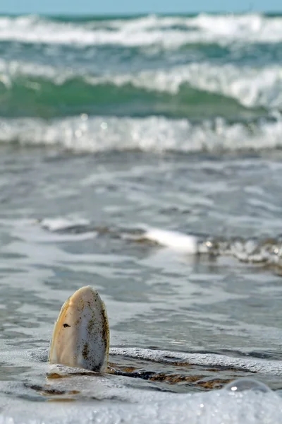Кость каракатицы посреди океана — стоковое фото