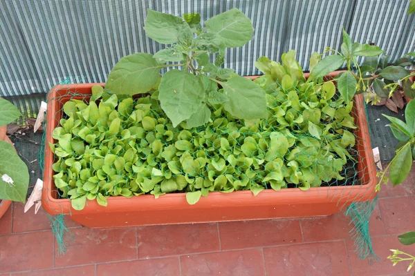 Salada verde fresca cultivada em uma horta em uma varanda — Fotografia de Stock