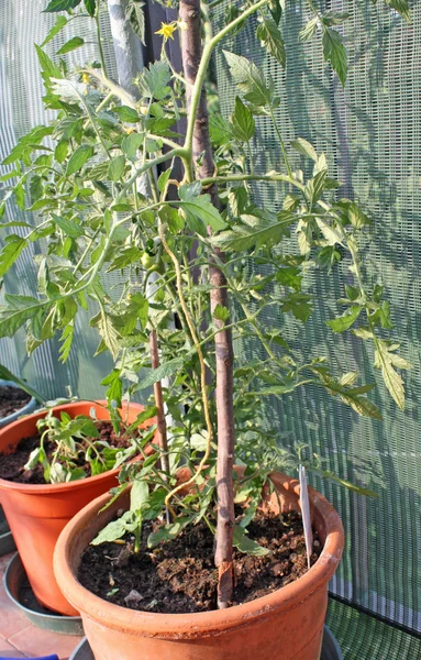 Plantas de tomate cultivadas en un huerto en un balcón — Foto de Stock