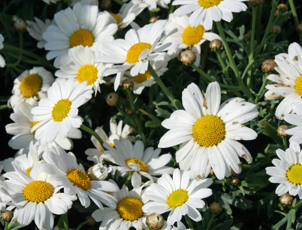 Biała Margerytka w kwiaciarni — Zdjęcie stockowe