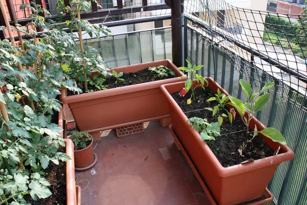 Ντομάτα και πιπέρι φυτά που καλλιεργούνται σε έναν φυτικό κήπο, στο μπαλκόνι — Φωτογραφία Αρχείου