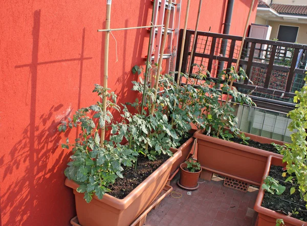 Plantas de tomate cultivadas em uma horta em uma varanda — Fotografia de Stock