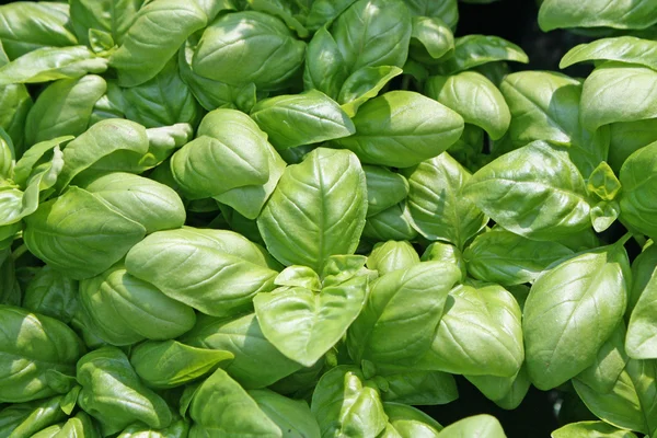 stock image Fragrant basil leaves for flavour in cooking