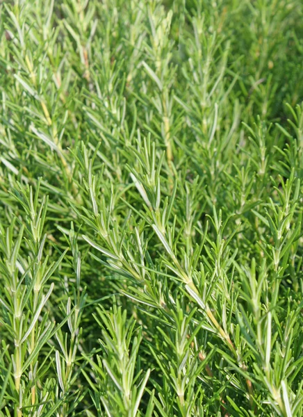Folhas fragrantes de Rosemary de sabor um assado — Fotografia de Stock
