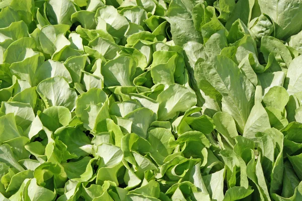 Groene bladeren salade verhaal klaar voor oogst — Stockfoto
