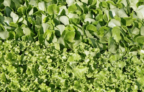 Green leaves salad story ready for harvest — Stock Photo, Image