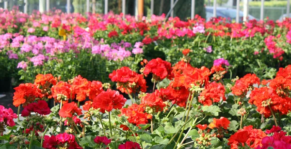 Pelargoner säljes i butiken av en plantskola florist — Stockfoto