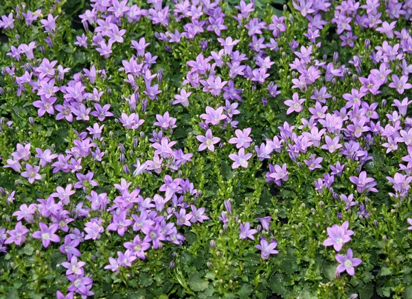 Blumen zum Verkauf durch einen Floristen in einer Gärtnerei — Stockfoto