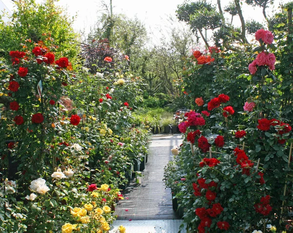 Rosen zum Verkauf durch einen Floristen in einer Gärtnerei von Blumen — Stockfoto