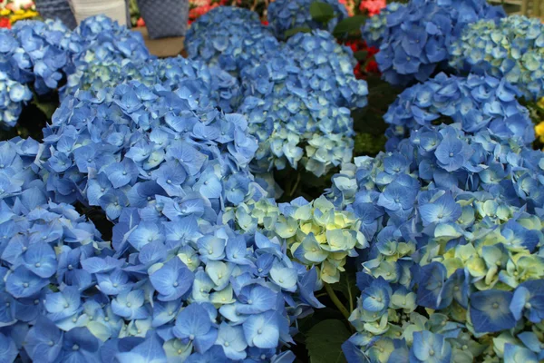 Hortensien zum Verkauf durch einen Floristen in einer Gärtnerei von Blumen — Stockfoto
