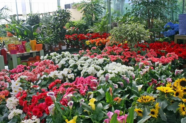 stock image Sunflowers for sale by a florist in a nursery of flowers