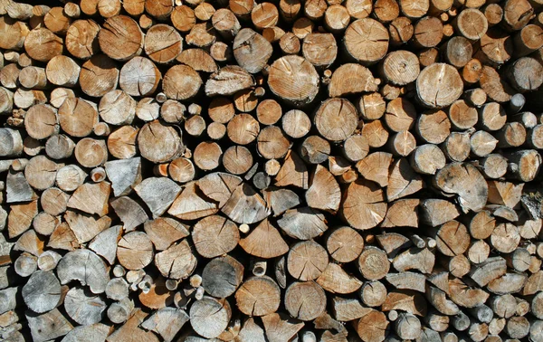 Cut tree trunks forming a huge outdoor Woodshed — Stock Photo, Image